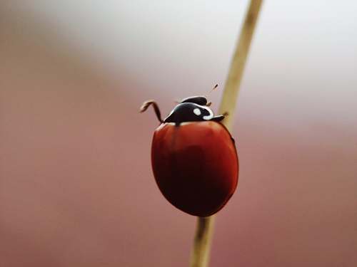 marco island selective focus photography of brown bug bell pepper